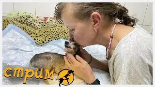 Спасение животных/ Вечерний стрим в приюте Хвостатое счастье от 30/12/2022