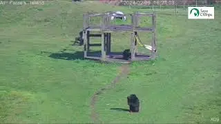 Live from Save the Chimps