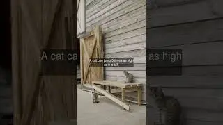 A cat can jump 5 times as high as it is tall.