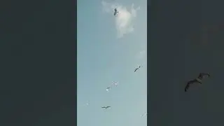 Южная Корея #Чайки#Релакс#