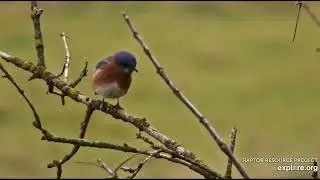 Decorah North Nest 10-31-24 Beautiful bluebird