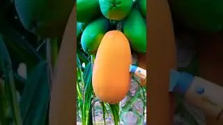 What is the name of this fruit? 👇#shorts #trending  #satisfyingvideos #oddlysatisfyingvideo