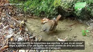 El cargolet