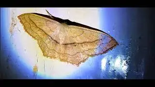 Scopula imitaria, the small blood-vein, is a moth of the family Geometridae
