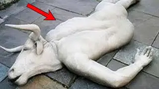 Owners Were Shocked To See The Human Like Baby Their Cow Gave Birth To..