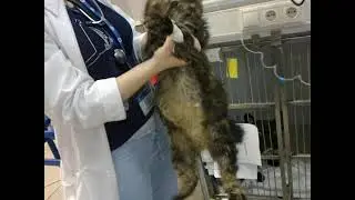 generalized tonic clonic seizures in cats