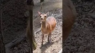 deer Bambi