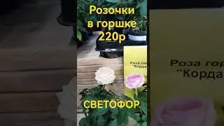 РОЗЫ в ГОРШКЕ почти ДАРОМ🚦🚥🚦в СВЕТОФОРЕ