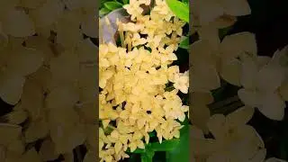 Yellow flowers #shortvideo