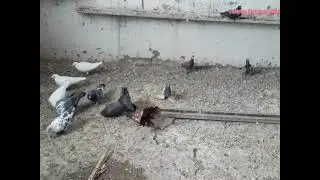 Голуби Кыргызстан, Кара-Балта.  в гостях у дяди Вити