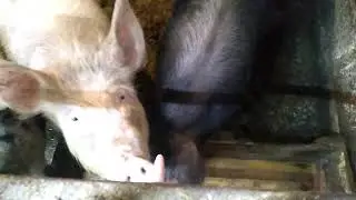 Готовим к забою.