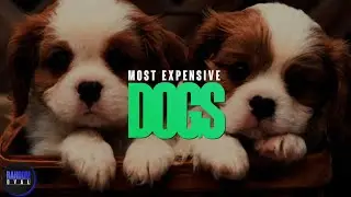 Most Expensive Dogs