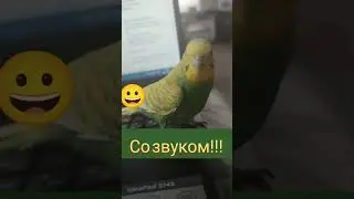 ПОПУГАЙ ТРЕБУЕТ ДЕНЕГ😀СО ЗВУКОМ!