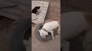 شاهد اللعبة المفظلة عند كلاب البيتبول و السطاف و دوق ارجنتين the favorite toy for dogs