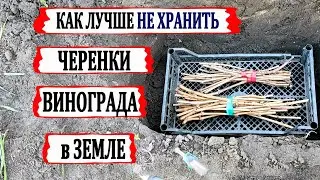 🍇 Как нужно ХРАНИТЬ ЧЕРЕНКИ ВИНОГРАДА в земле, чтобы они весной хорошо укоренились.