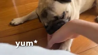 Lola is naughty!