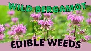 Edible Weed: WILD BERGAMOT - A Burst of Citrus and Mint (Monarda fistulosa)