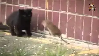 Can You Do This? - Rat Vs Cat