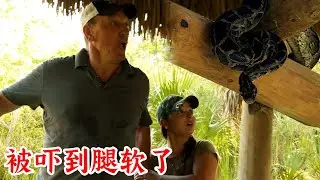沼澤獵手：天呀，巨蟒在屋頂乘涼，我被嚇到瞬間腿軟！紀錄片