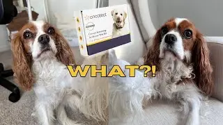 DOG CANCER DETECTION TEST AT HOME?! You need to get this