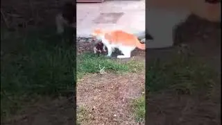 Кошка вывела котят знакомиться с их старшим братом!
