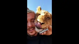 BETWEEN JEALOUS LIONS 