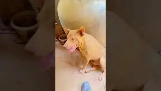 Cuties Dog #shortvideo