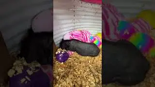 Ever seen a PIG throw a Temper Tantrum?👀😹🐷💤#pigs #piglove #farmanimals #animalshorts #animals