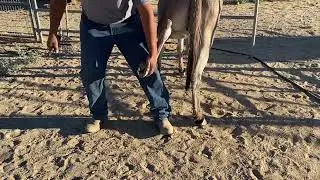 Daria-12Y.O. BLM JENNY