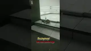 Tak rela di rebutnya