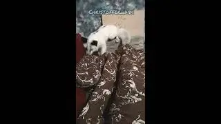 Нападение лисы на Джек Рассела/домашняя лиса Киев/ pet fox