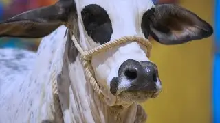 The SPARKLING Beauty Ms. OREO | ZARRAR CATTLE FARM | Cattle Market Karachi | Bakra Eid 2022