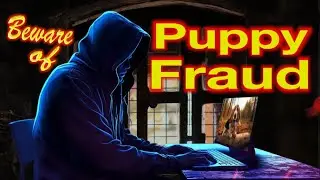 Fraudulent Puppy and Rescue Websites - How to spot them - Episode 10 of WOEBGON