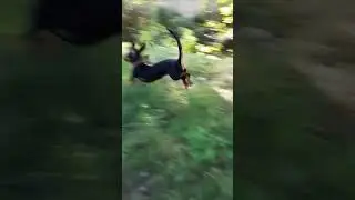 тиша бегает #хэштег#mrbeast #животные #собака#такса #taksa#а4#пробежка#taksa_Tisha#