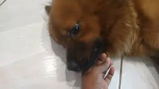 Chow Chow mansinho e manhoso