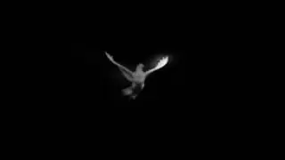 Holy Spirit Dove Motion Background Loop