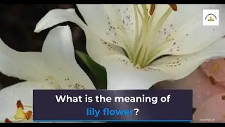 What is the meaning of lily flower? (Symbolism)