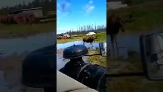 Лось против медведя (продолжение). отогнали медведя