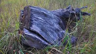 Stump - driftwood for decor, crafts, products