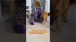 Чем занят кот когда вас нет дома 