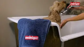 Master Groomer Verity Hardcastle using Heiniger Opal (Feat. Maisy the Cockerpoo)