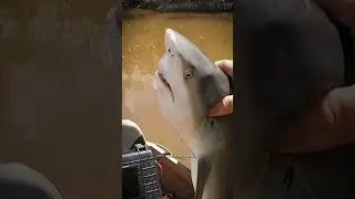 The most dangerous shark in the world