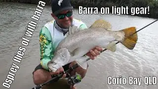 Chasing BARRA walking a tidal creek- Big Osprey Takes my Fish! Featuring Matt Hildebrandt