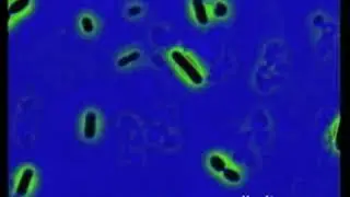 phage