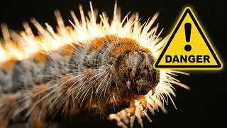 Pine Processionary - Health Hazard in Small Size