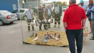 24.08.2024г Ярмарка Воронеж ч. 3