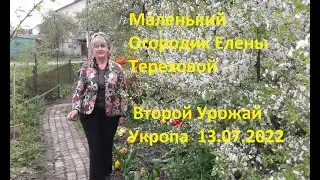 Маленький Огородик Елены Тереховой -  Второй Урожай Укропа 13.07.2022