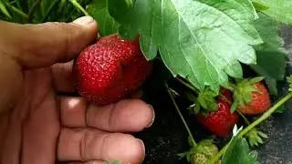Первые сборы клубники Крапо 10,Шарлота, Купчиха, Альбион.
