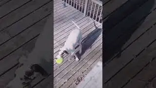 Dog advent calendar Day 20 #foryoupage #foryou #fyp #viral #viralvideo #viralshorts #dog #cute #fypシ