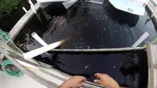 Feeding some huge snook